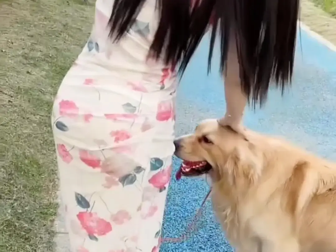《抖音香香公主与爱犬金毛》科普视频完整版在线免费观看，抖音香香公主与爱犬直播回放网盘资源免费领取